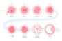 Understanding embryo grading in the IVF process 